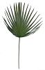 PALMS, GREEN<br>3 palm fronds<br>(Preserved)